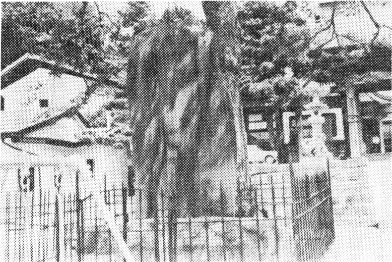 龍昌寺境内の碑文