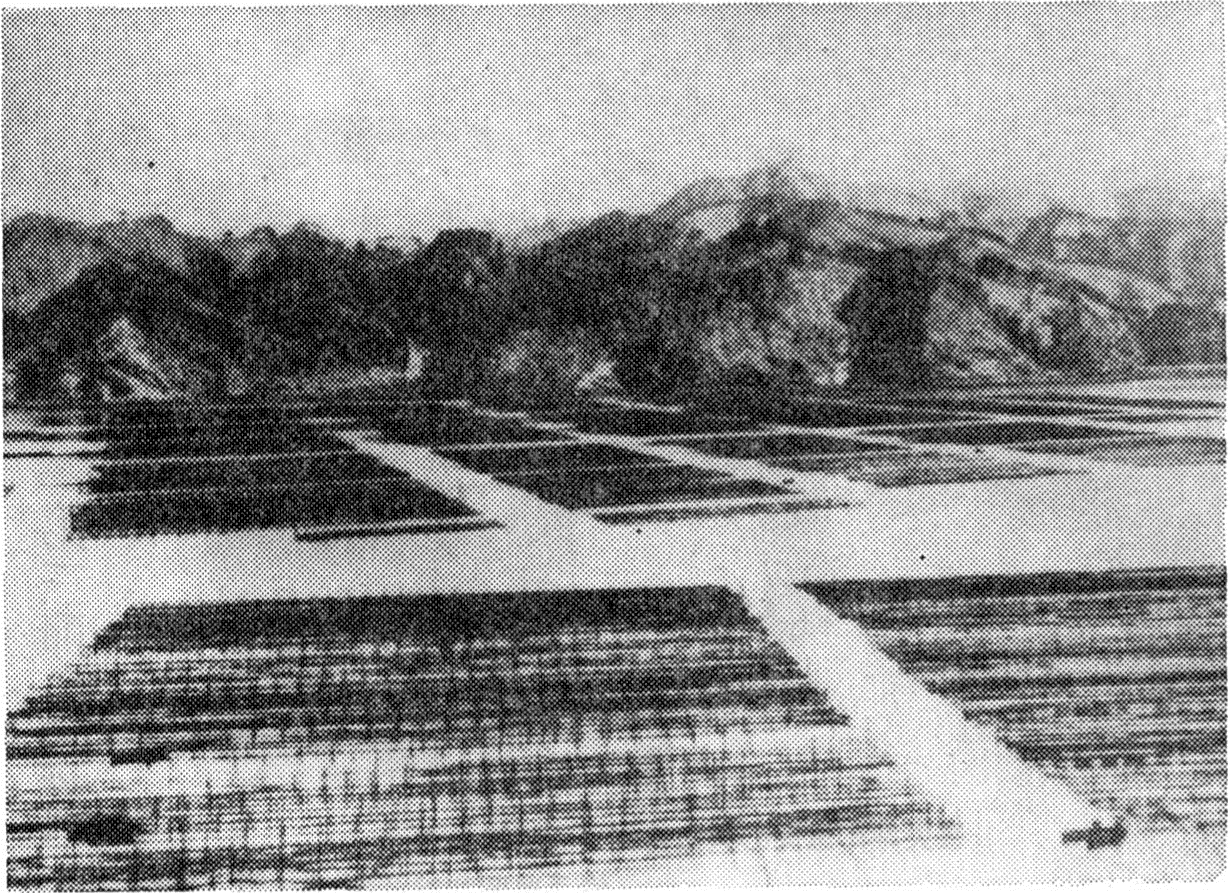 織笠の復旧した海苔養殖場の写真